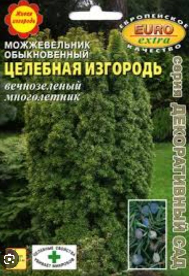 Растения для живой изгороди (живопліт) Можжевельник, Ялівець, Плющ