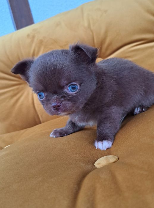 Cudny Chihuahua *COBI* piesek czekoladowy długowłosy niebieskie oczka