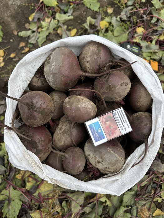 Продам буряк. Сорт ЗЕПО.