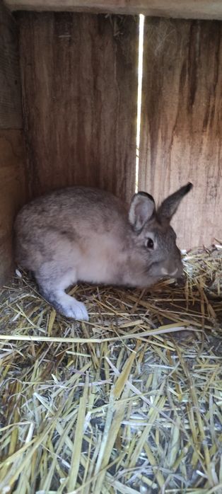 Królik samiec wiek 4 miesiące