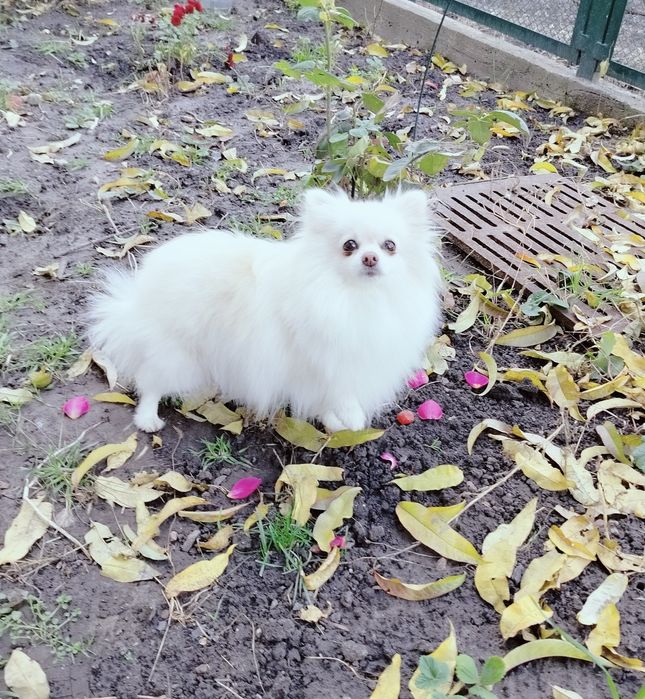 Доросла дівчинка шпіц