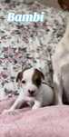 Jack Russell Terrier