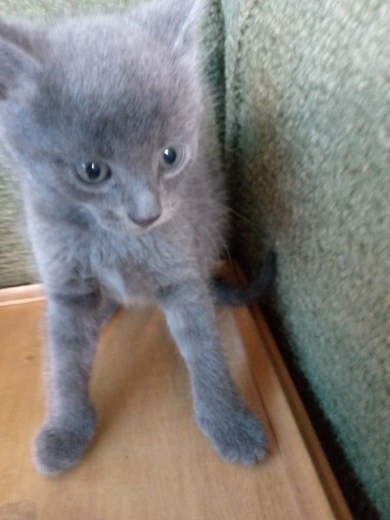 Віддам котики у добрі руки...