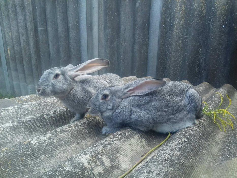 Молоді кролики готові до переїзду!!!