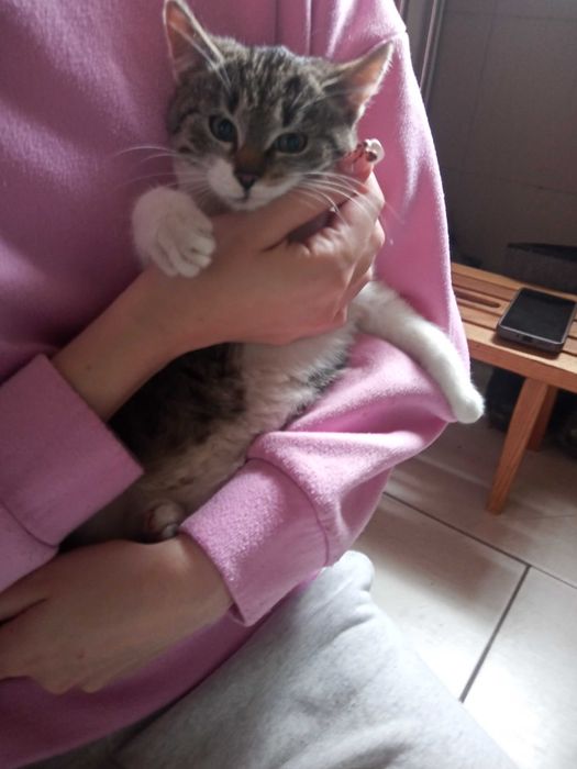 Oddam kotki w dobre ręce