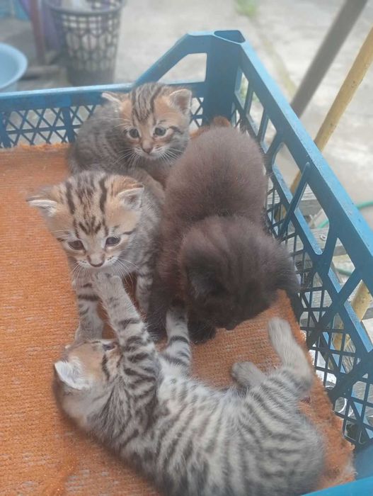 Маленькі кошенята кошенятко котеня кицька кішечка киця кошеня котики