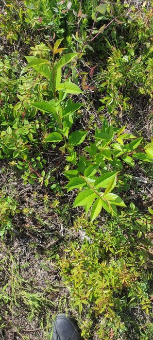 Terreno rústico em Cardosas - Arruda dos Vinhos
