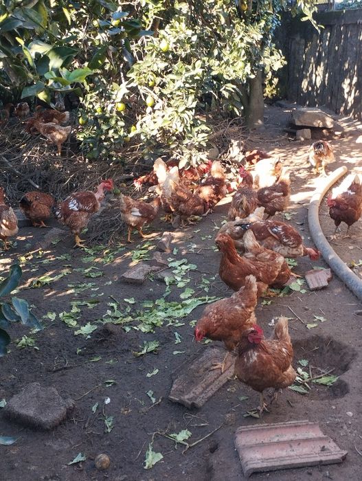 Ovos caseiros boa qualidade