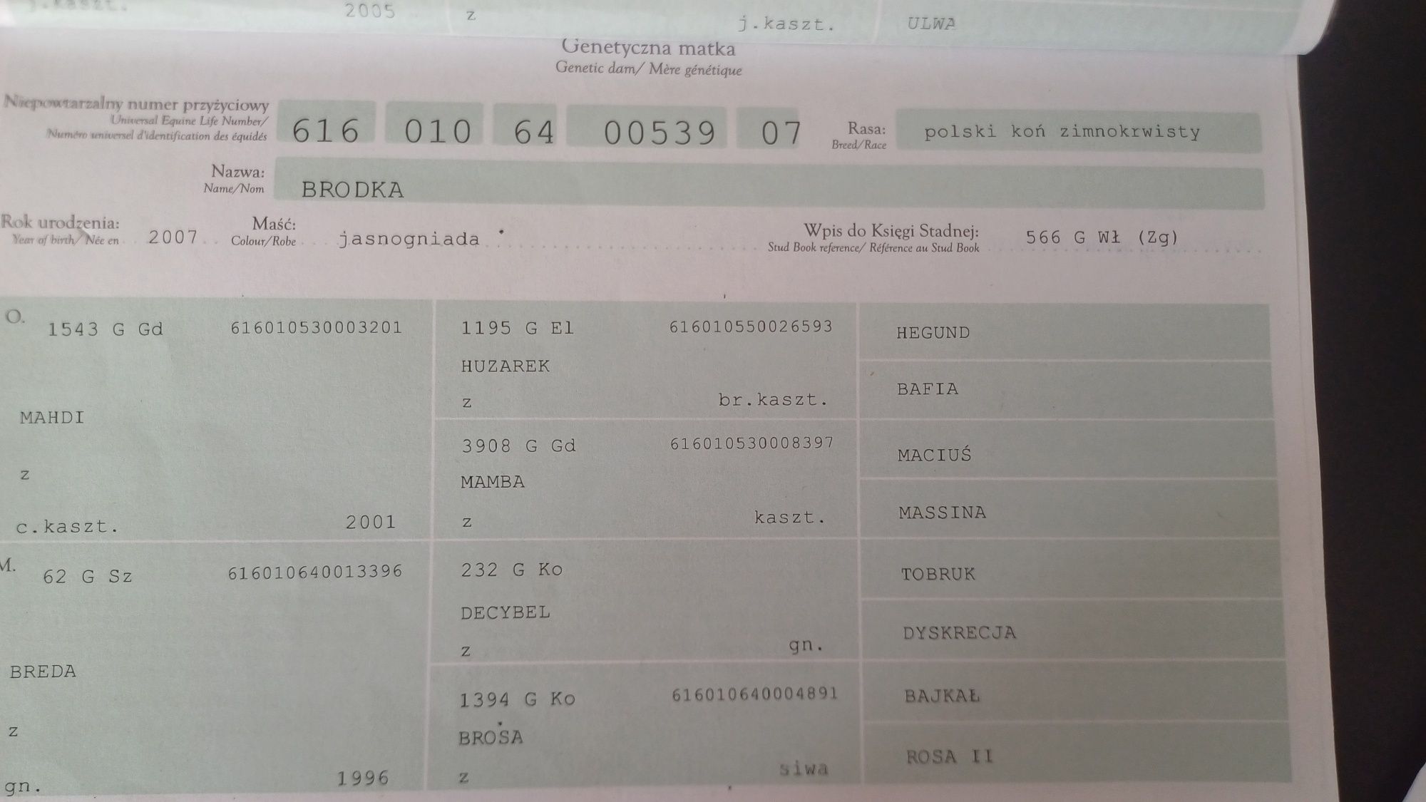 Klacz zimnokrwista