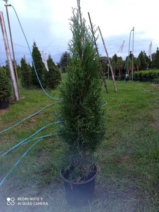 Tuja szmaragd, tuje 60-70cm 8zł za sztukę PROMOCJA
