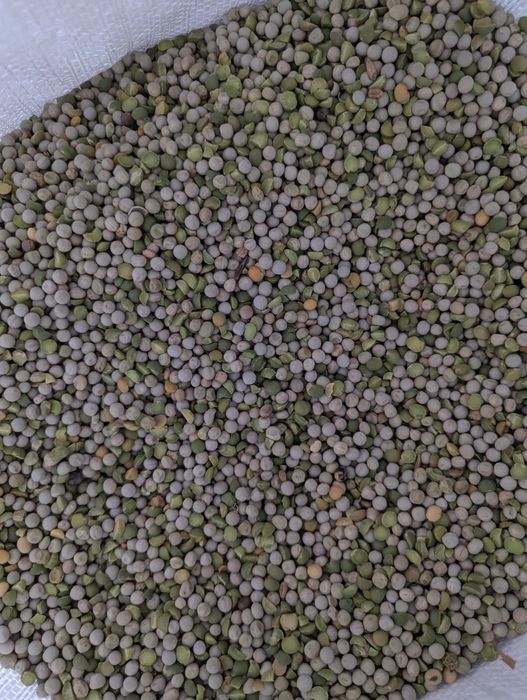 Горох цілий для голубів