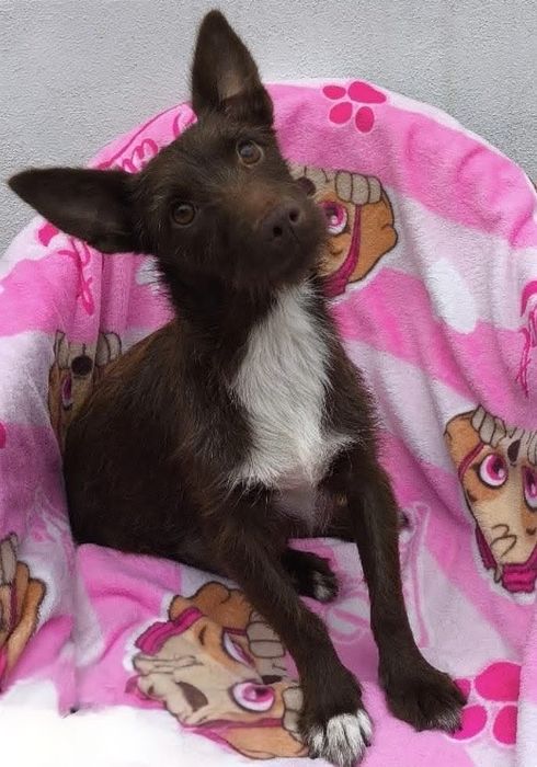 Neny- cadela de porte pequeno para adoção