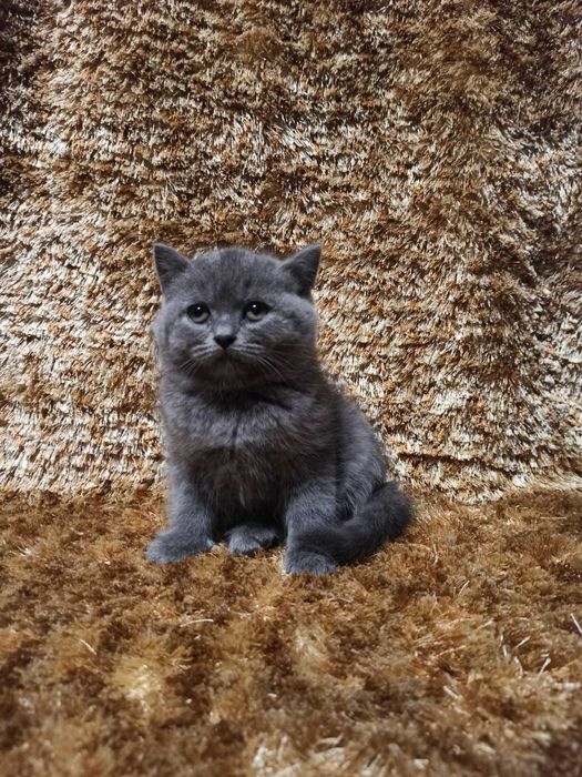 Gatinho Scottish straight