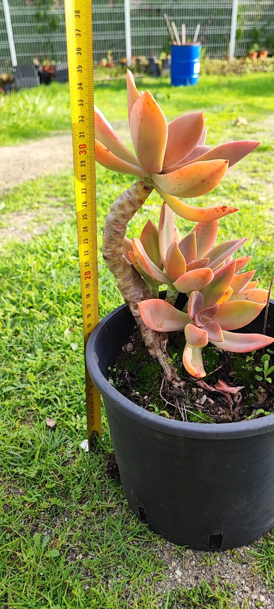 Planta suculenta