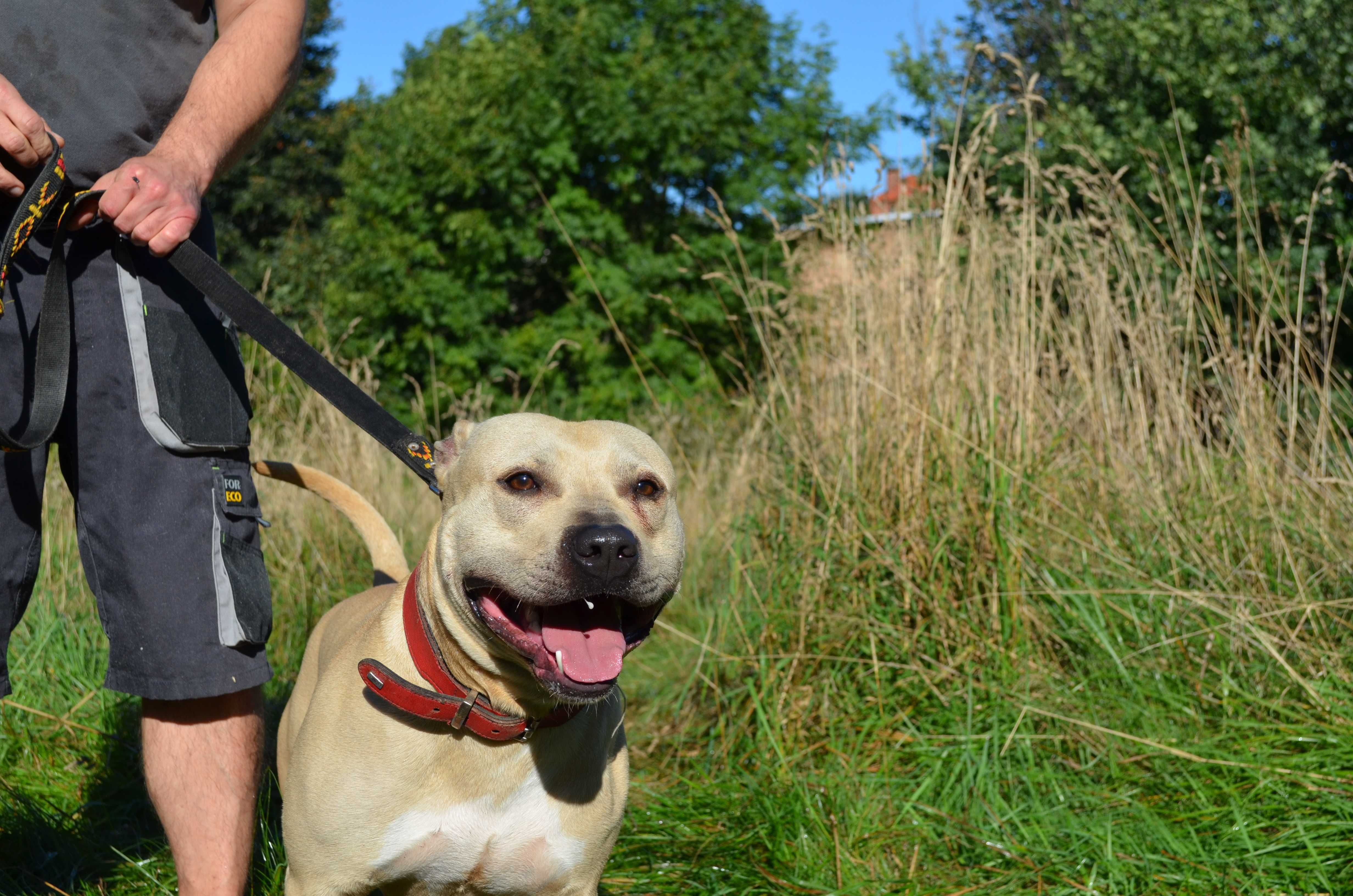 Karat amstaff do adopcji