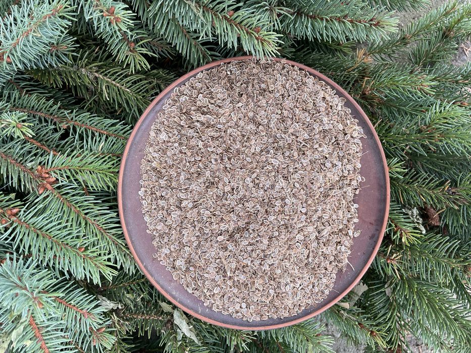 Насіння кропу , кріп насіння