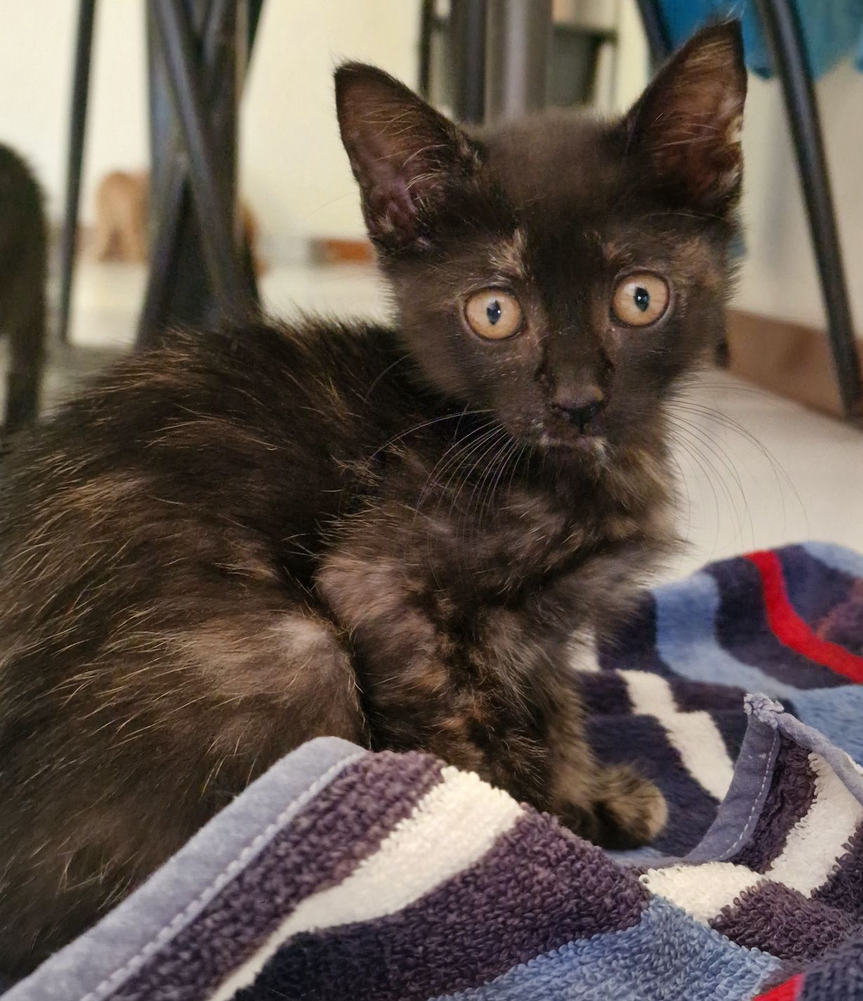 Gatinho e gatinha para adoção