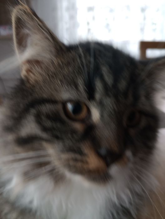 Kocurek syberyjski neva masquerade z rodowodem