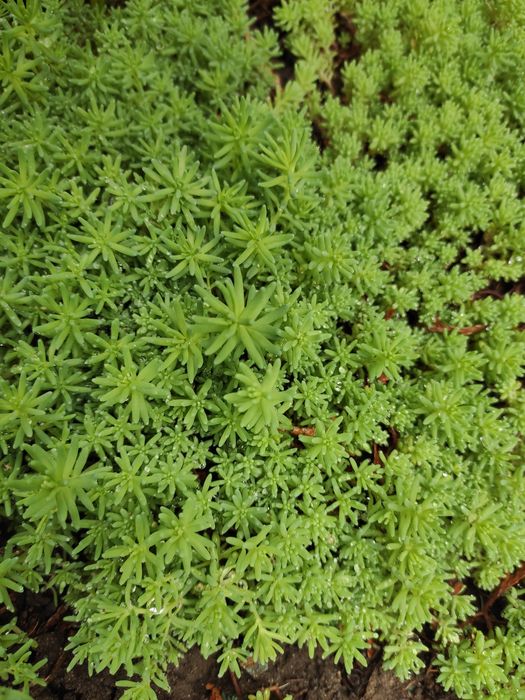 Очиток, седум Іспанський