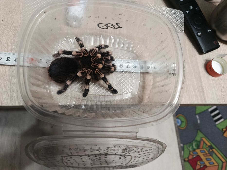 Ptasznik białokolanowy (Acanthoscurria geniculata) - samica, ok 7,5 DC