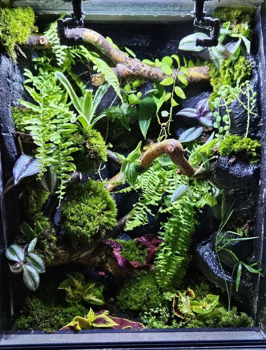 Terrarium tropikalne 40x40x60 gekon