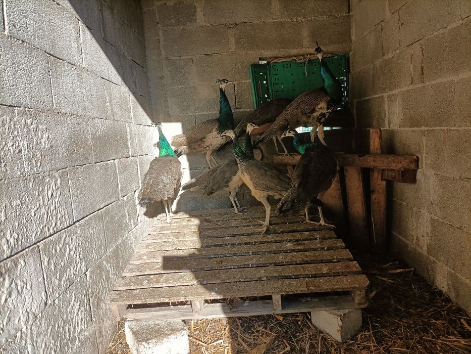 Pavões 85 euros cada