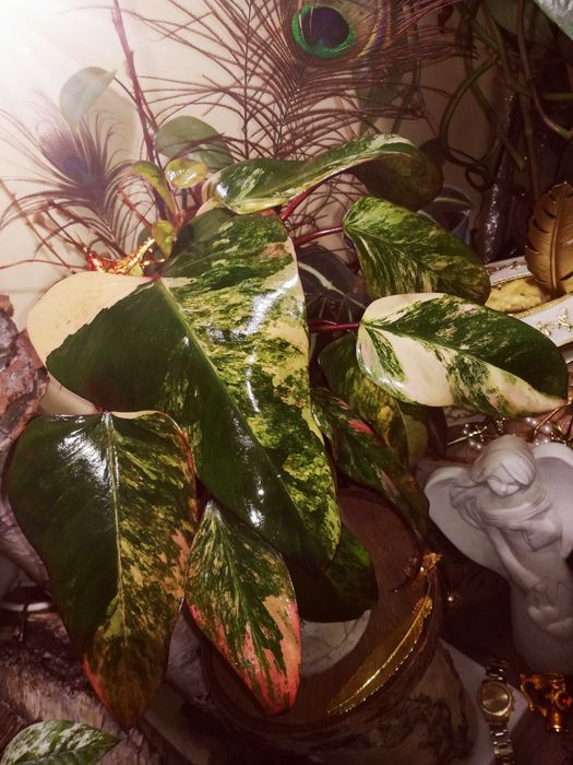 Philodendron Strawberry Shake Variegata Pink roślina kwiat monstera