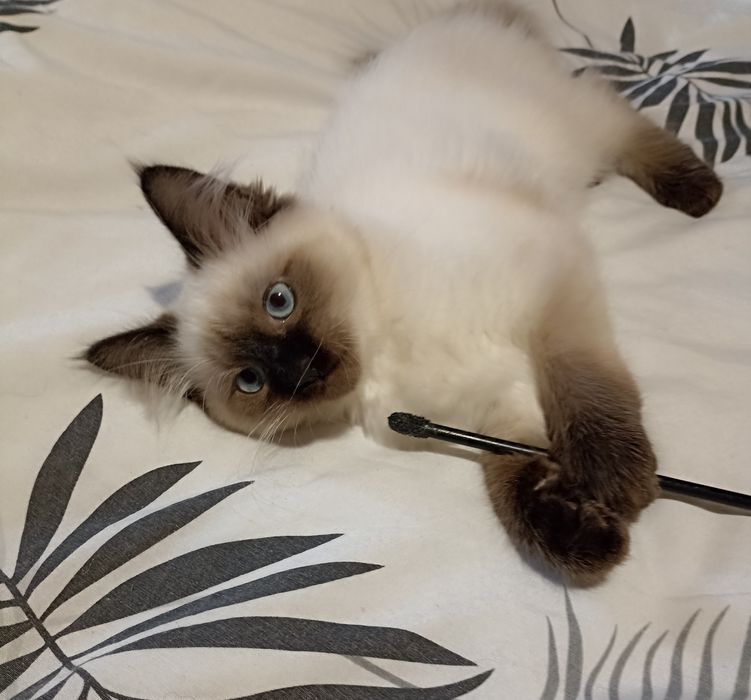 Котики Невська Маскарадна