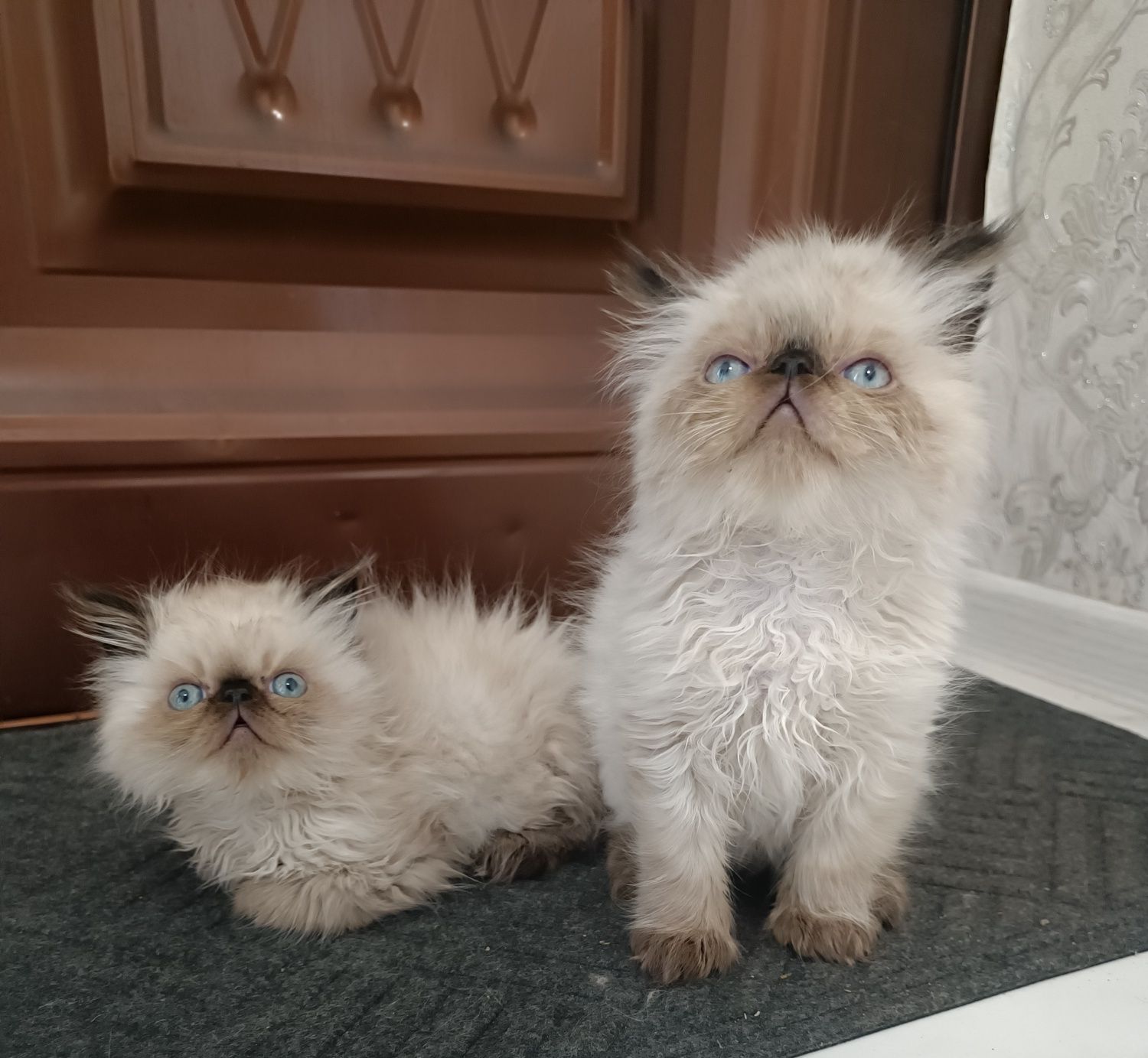 Милейшие котята Персы