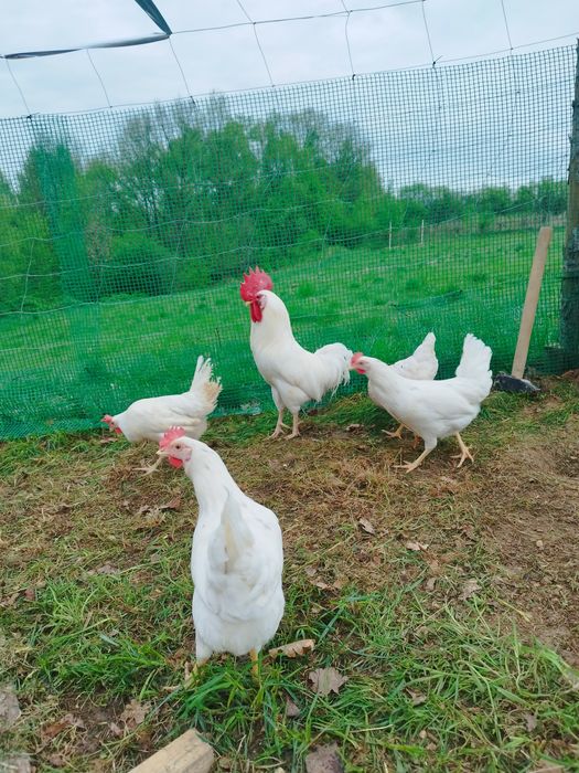 Jaja kurze, kacze, gesie