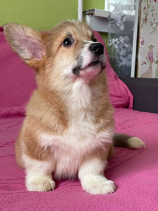 Замечательные щенки вельш корги пемброк , КСУ