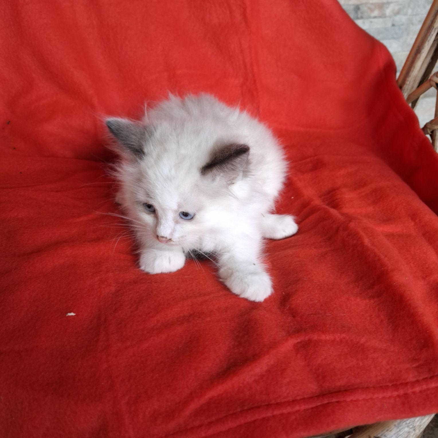 Ragdoll kotka rodowód + wyprawka