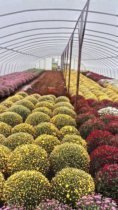 Sprzedam Chryzantemy Drobnokwiatowe doniczkowe