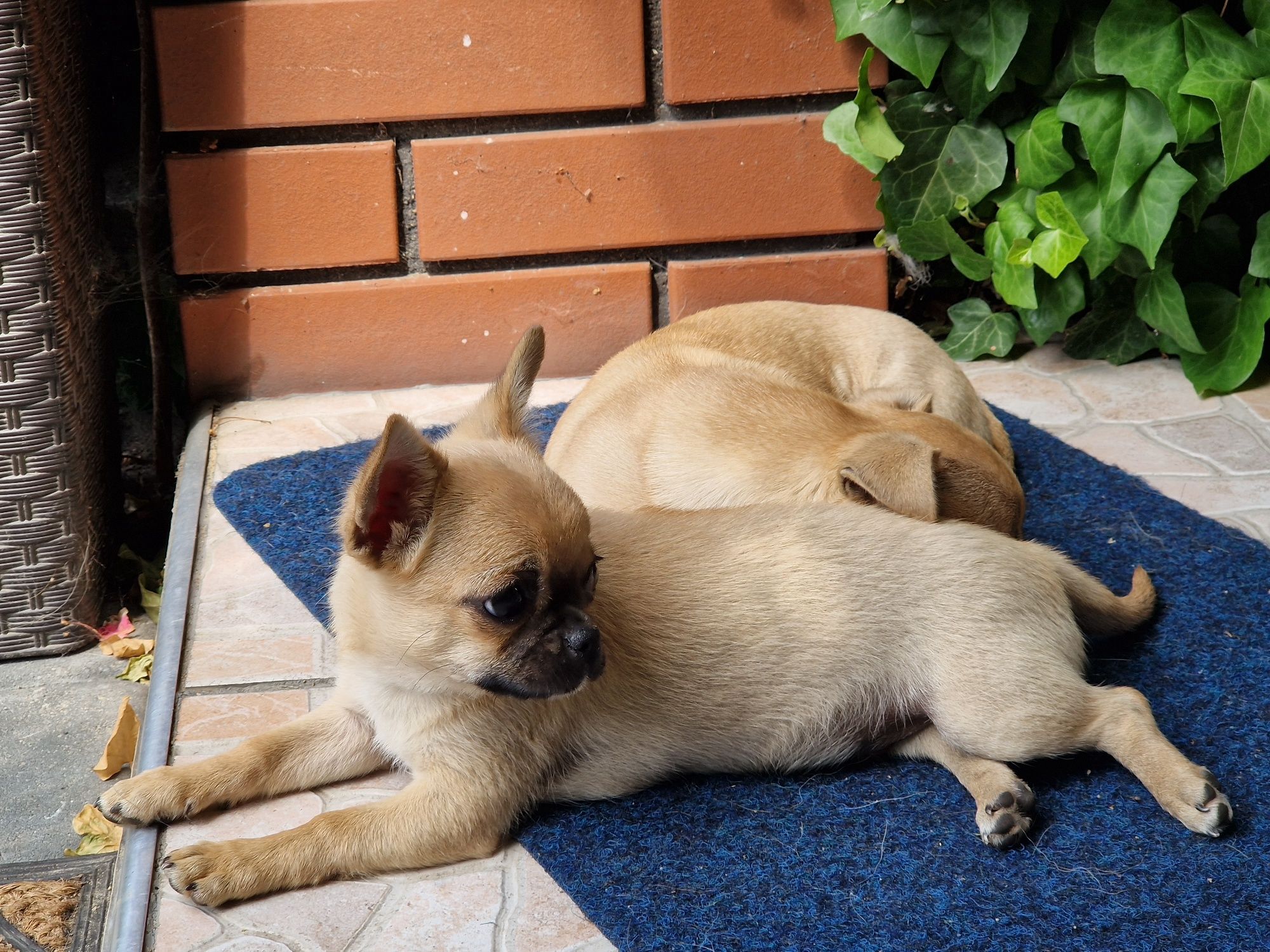 Chihuahua śliczny krótkowłosy piesek