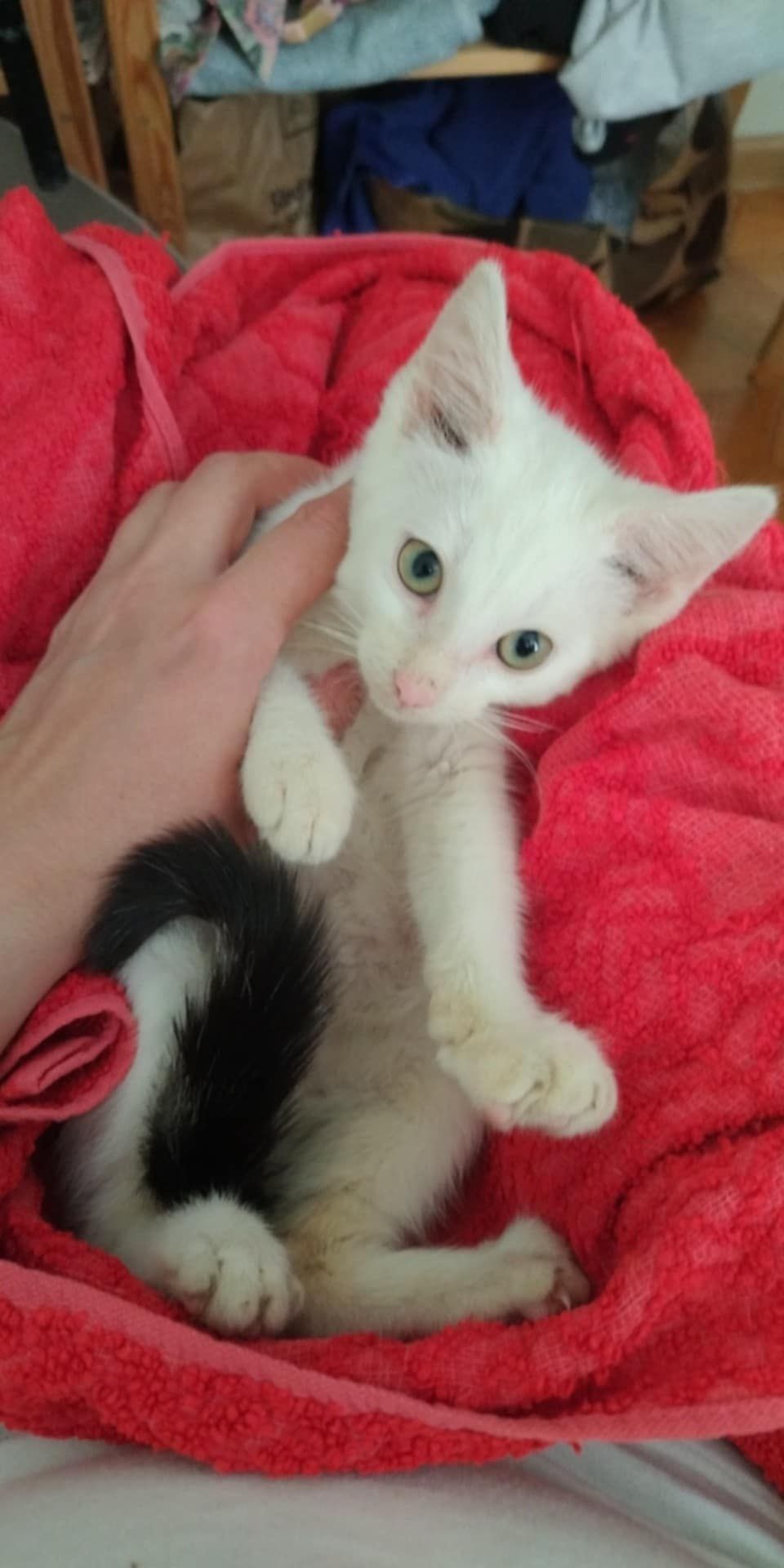 12 tygodniowy miziak do adopcji.