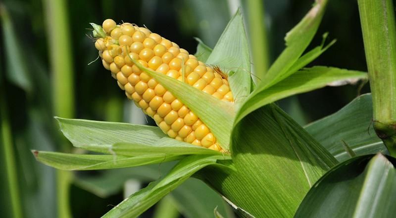 Продам посівне насіння кукурудзи ДКС 4014