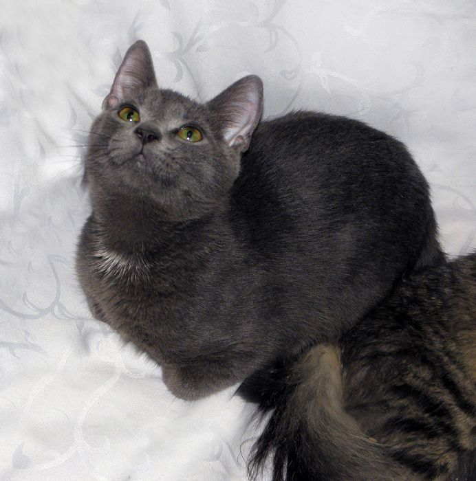 Метис русской/британской голубой кошки; котик Камиль