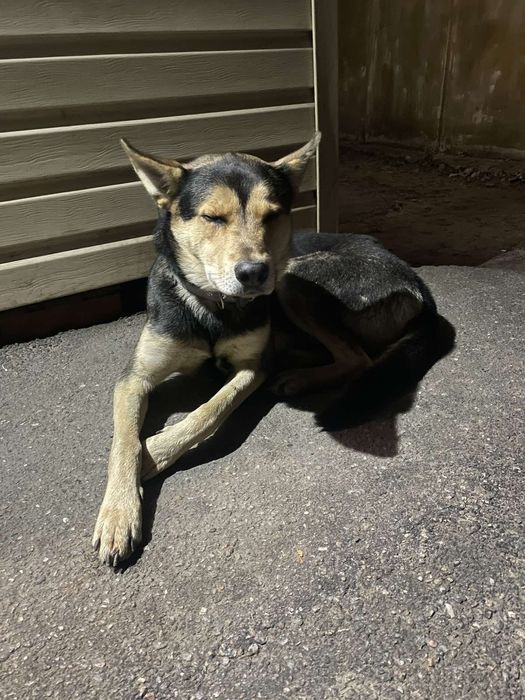 Замечен пес, кобель, зерновая