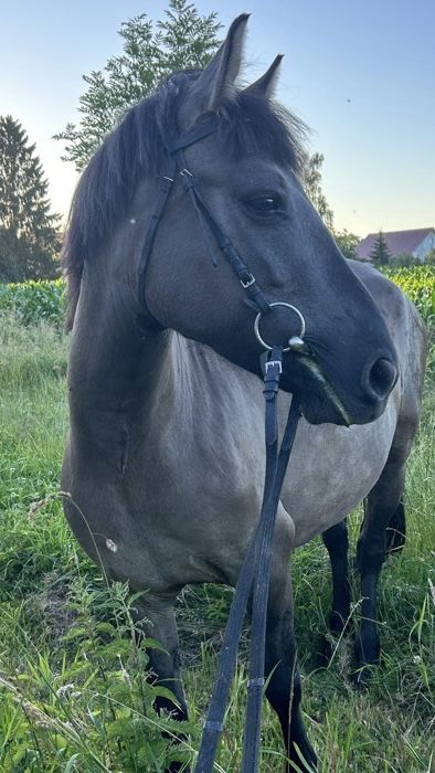 Sprzedam klacz i ogiera koniki polskie 5 lat