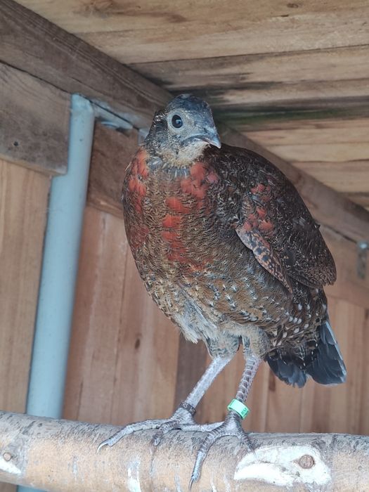 Sprzedam czystogatunkowe Tragopany satyry