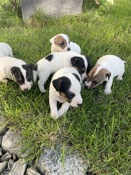 Mały Reksio Jack Russell Terrier