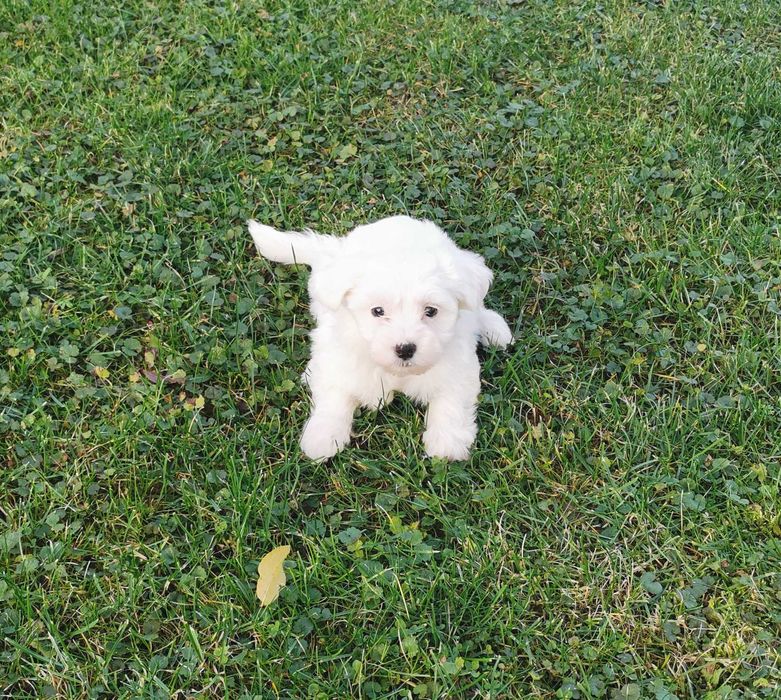 Cudowna dziewczynka rasy MALTAŃCZYK !!