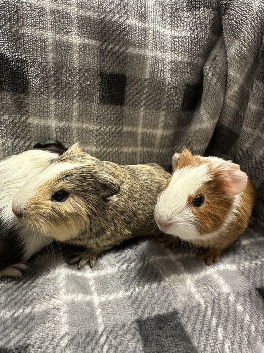 Świnka Morska Kawia