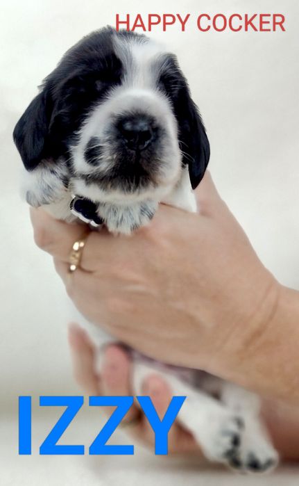 Cocker spaniel angielski blue roan