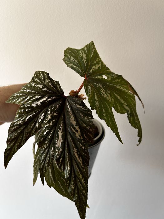 Begonias maculata, diadema, carolina