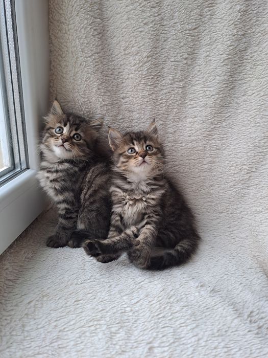 Игривые девочки Мейн-кун