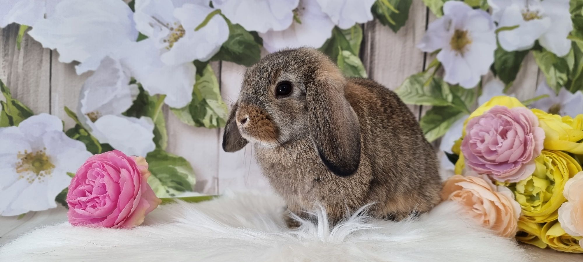 Mini lop śliczne króliczki zapraszamy gotowe do odbioru