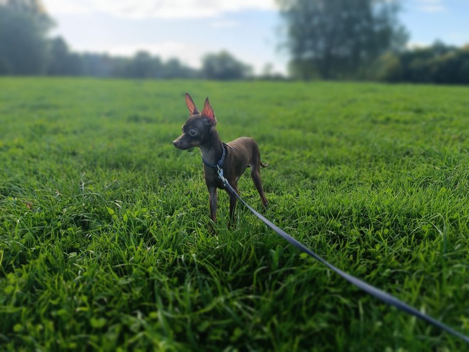 Rosyjski Toy Chłopiec FCI bez wad! Ratlerek, serenka, miniaturowy