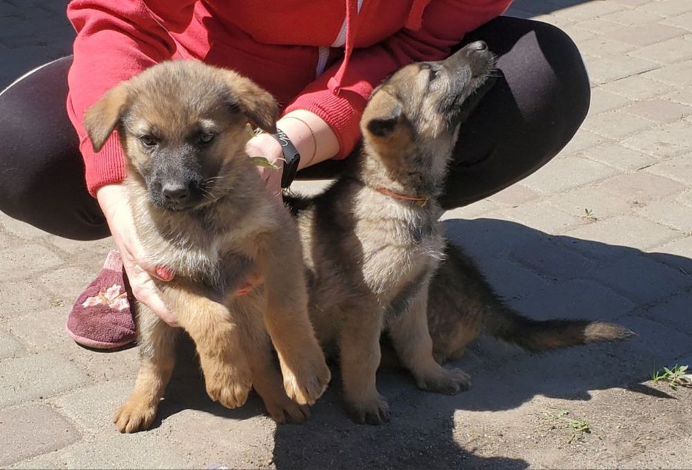 Продам цуценят Німецької вівчарки