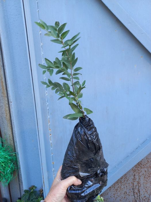 Саджанці унабі (зізіфуса)